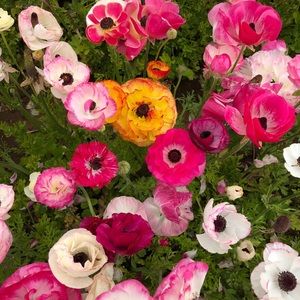 Meet your Posher, Caroline